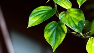 Peepal leaves : यह पत्ता आंतों में जमा खून और गंदगी को साफ करता है, यह पीलिया के लिए भी रामबाण है